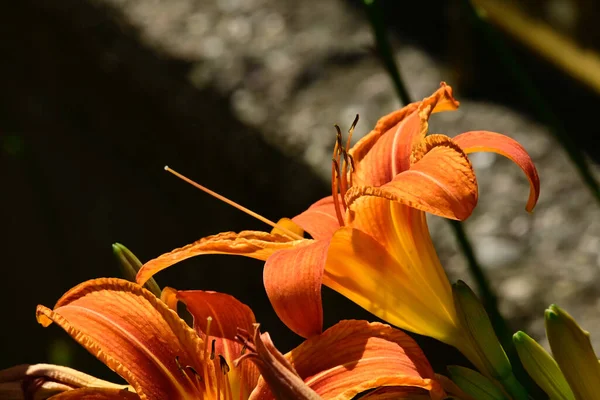 Beautiful Lilies Growing Garden Summer Sunny Day — Stock Photo, Image