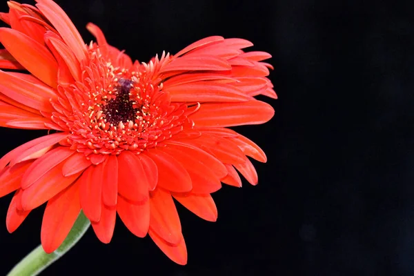 Hermosas Flores Sobre Fondo Oscuro Concepto Verano Vista Cercana —  Fotos de Stock