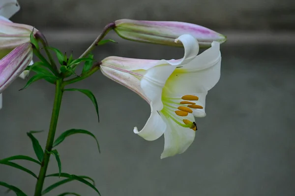 Hermosa Flor Lirio Creciendo Aire Libre Concepto Verano Vista Cercana — Foto de Stock