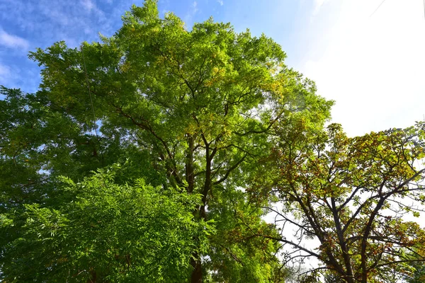 Träd Grenar Med Gröna Blad Blå Himmel Bakgrund — Stockfoto