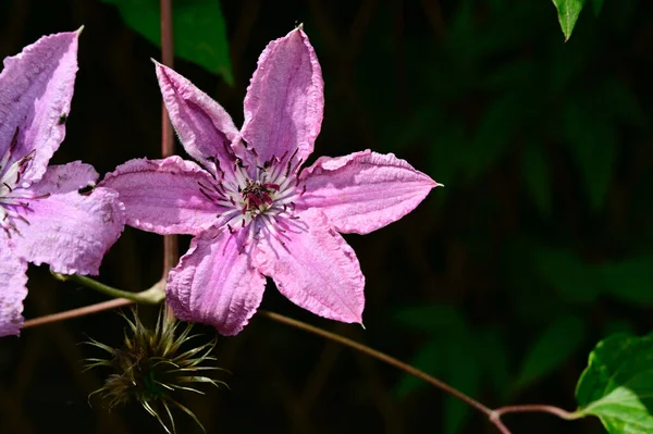 Piękne Kwiaty Clematis Ciemnym Tle Koncepcja Latem Widok Bliska — Zdjęcie stockowe