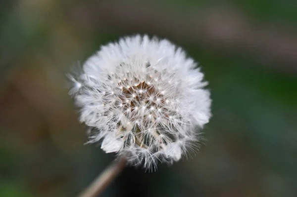 Schöne Blumen Wachsen Garten Sonnigen Sommertag — Stockfoto