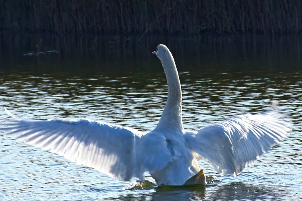 Hermoso Cisne Blanco Nadando Superficie Del Agua Del Lago Día —  Fotos de Stock