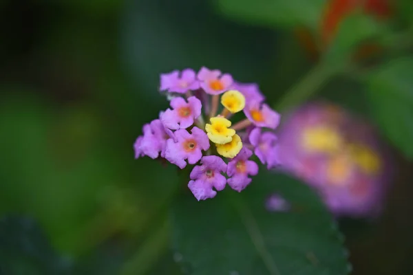 Vackra Blommor Xer Trã Dgã Rden Sommaren Solig Dag — Stockfoto