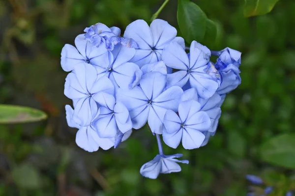 Mooie Bloemen Groeiend Buiten Zomer Concept Dichtbij Uitzicht — Stockfoto