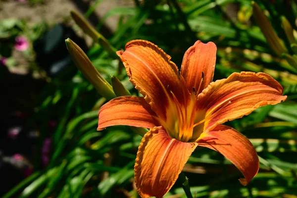 Vacker Lilja Blomma Växer Utomhus Sommar Koncept Nära Utsikt — Stockfoto