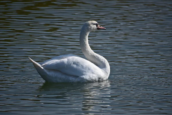 Hermoso Cisne Blanco Nadando Superficie Del Agua Del Lago Día —  Fotos de Stock