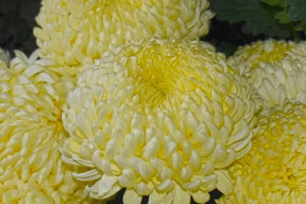 Beaux Chrysanthèmes Sur Fond Sombre Concept Été Vue Rapprochée — Photo