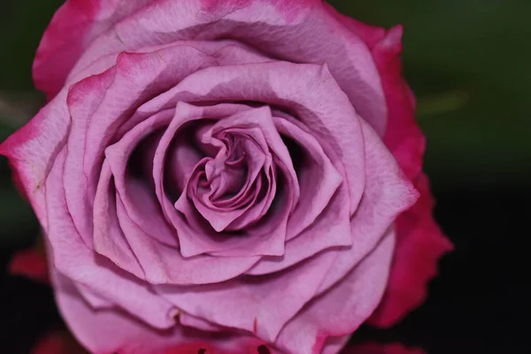 Hermosa Flor Rosa Con Reflexión Sobre Fondo Oscuro Concepto Verano — Foto de Stock