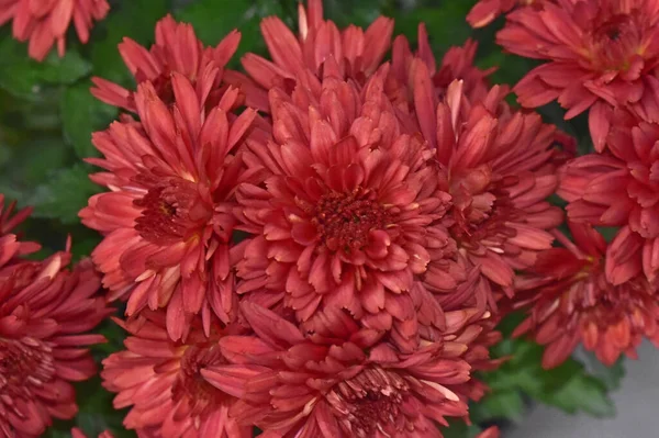 Close Amazing Flowers Blossom — Stock Photo, Image