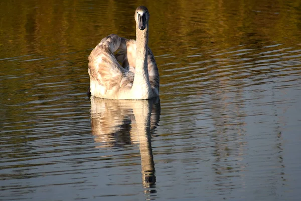 Belo Cisne Branco Nadando Superfície Água Lago Dia Verão — Fotografia de Stock