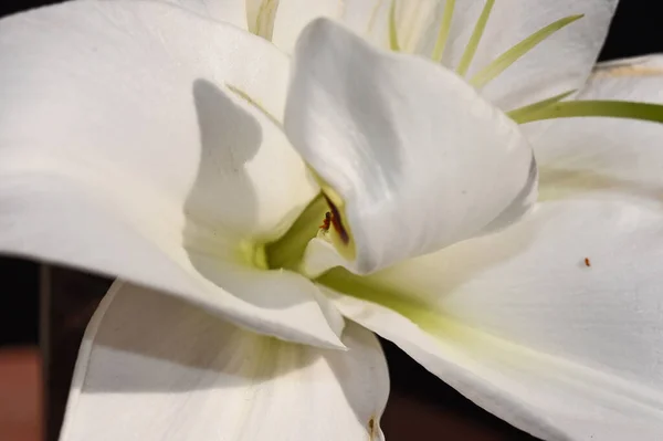 Hermosa Flor Lirio Sobre Fondo Oscuro Concepto Verano Vista Cercana — Foto de Stock