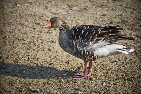 Beautiful Cute Duck Shore Summer Day — Stock Photo, Image