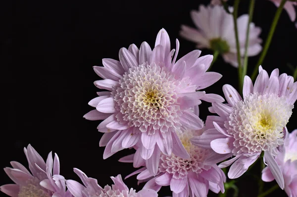 Beautiful Chrysanthemums Dark Background Summer Concept Close View — Stock Photo, Image