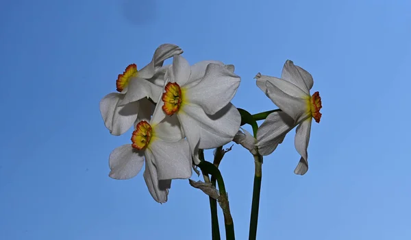 Belles Jonquilles Sur Fond Ciel Concept Été Vue Rapprochée — Photo