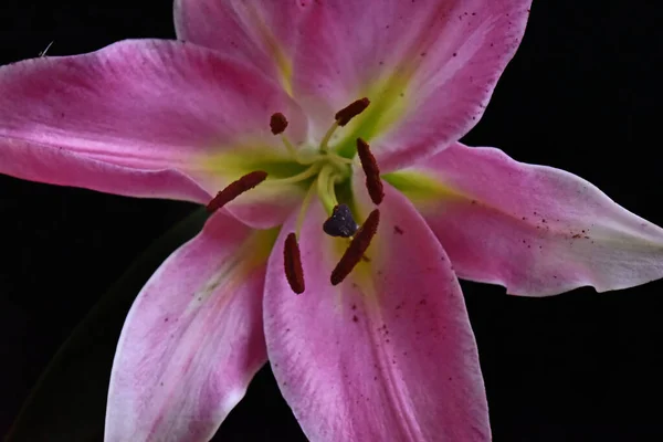 Közelről Csodálatos Virágok Virágzik — Stock Fotó