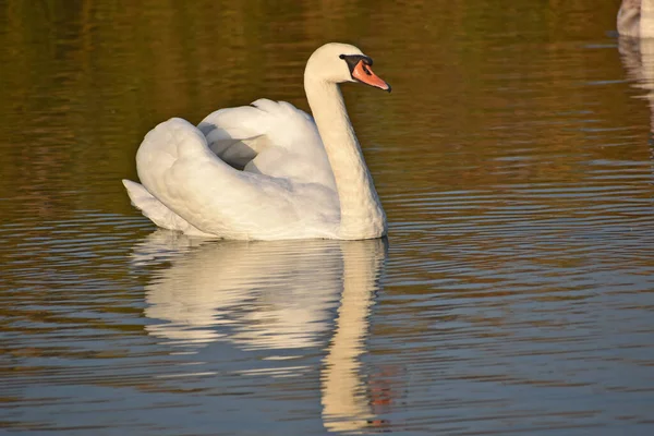 夏の日には白い白鳥が水面を泳いでいます — ストック写真