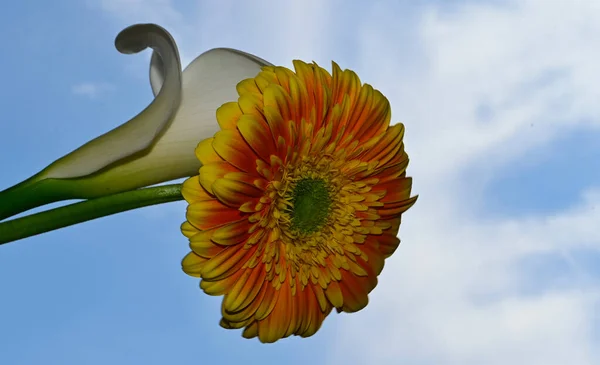 Красивые Цветы Герберы Каллы Фоне Неба Летняя Концепция Вид Сверху — стоковое фото