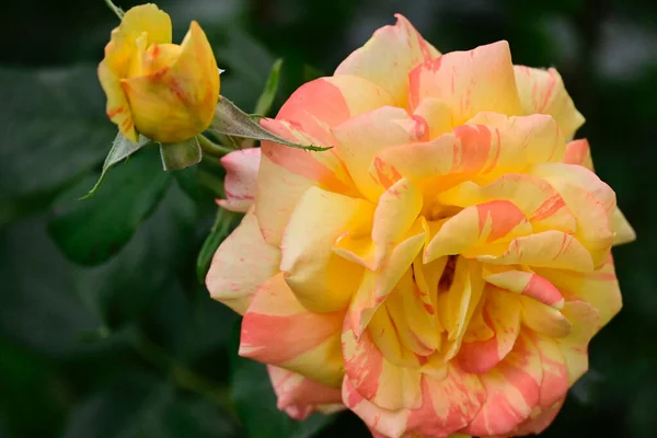 Schöne Rosen Die Sonnigen Sommertagen Garten Wachsen — Stockfoto