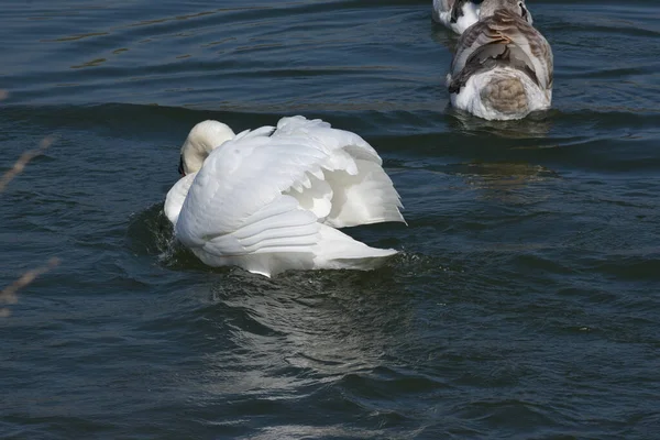 Hermosos Cisnes Blancos Nadando Superficie Del Agua Del Lago Día — Foto de Stock