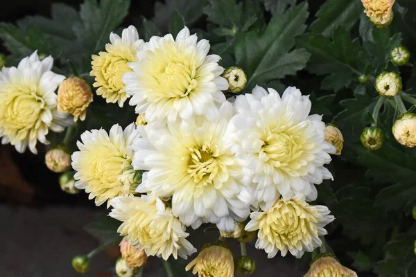 Hermosos Crisantemos Sobre Fondo Oscuro Concepto Verano Vista Cercana — Foto de Stock