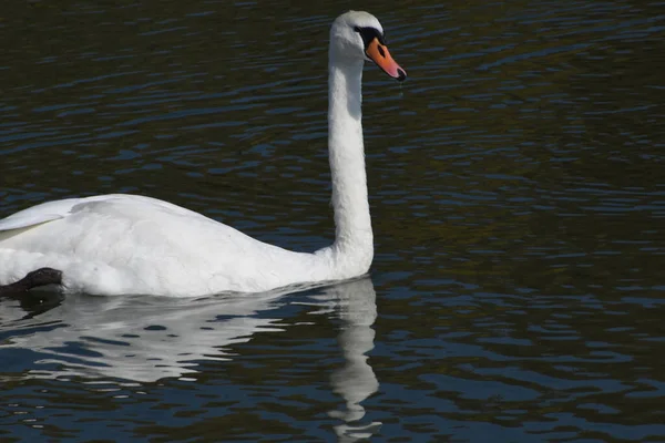 Hermoso Cisne Blanco Nadando Superficie Del Agua Del Lago Día —  Fotos de Stock