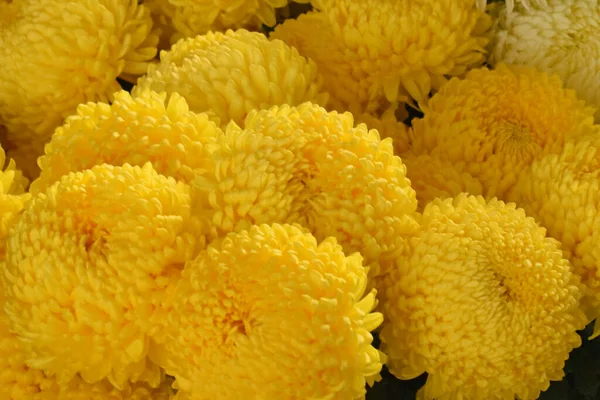 Beaux Chrysanthèmes Sur Fond Sombre Concept Été Vue Rapprochée — Photo