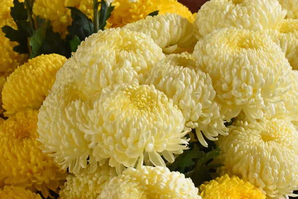 Beaux Chrysanthèmes Sur Fond Sombre Concept Été Vue Rapprochée — Photo