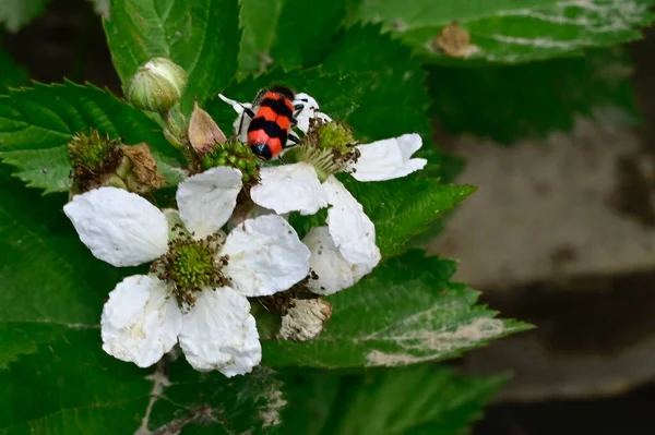 Hermosas Flores Sobre Fondo Oscuro Concepto Verano Vista Cercana — Foto de Stock