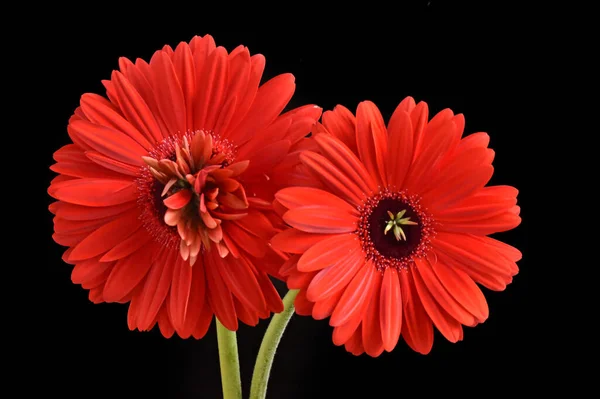 Крупним Планом Дивовижні Квіти Розквітають — стокове фото