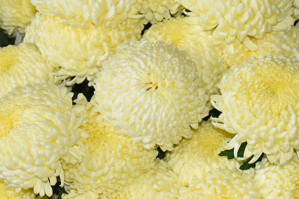 Beaux Chrysanthèmes Sur Fond Sombre Concept Été Vue Rapprochée — Photo