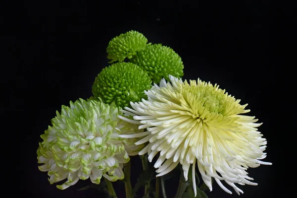 Zblízka Úžasné Květiny Květ — Stock fotografie