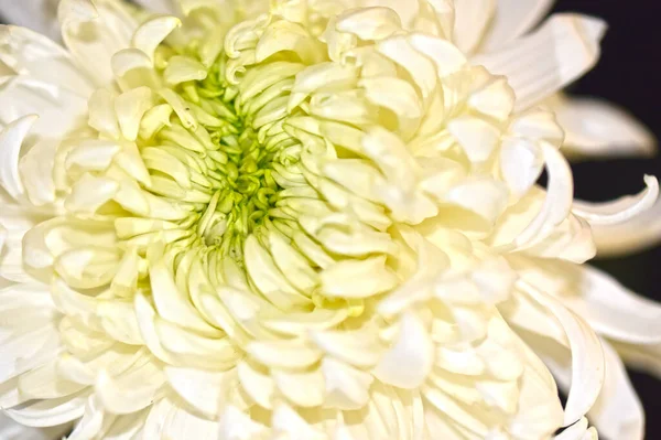 Hermosa Flor Crisantemo Sobre Fondo Borroso Concepto Verano Vista Cercana — Foto de Stock