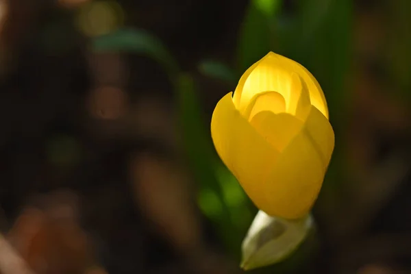 Bela Flor Amarela Crescendo Jardim Dia Ensolarado Verão — Fotografia de Stock