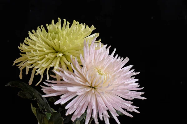 놀라운 꽃들의 — 스톡 사진