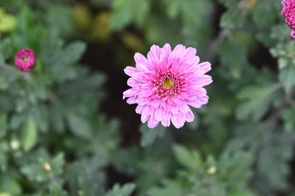 Mooie Bloemen Groeien Tuin Zomer Zonnige Dag — Stockfoto