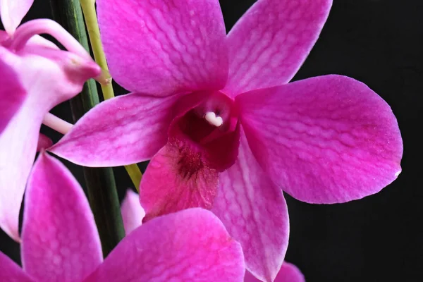 Koyu Arkaplanda Güzel Orkide Çiçekleri Yaz Konsepti Yakın Görüş — Stok fotoğraf