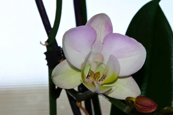 Bonito Orchid Fundo Escuro Conceito Verão Vista Próxima — Fotografia de Stock
