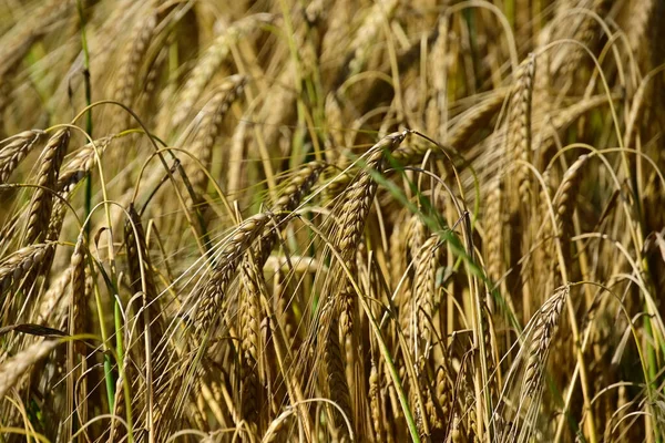 Espigas Trigo Dourado Campo — Fotografia de Stock