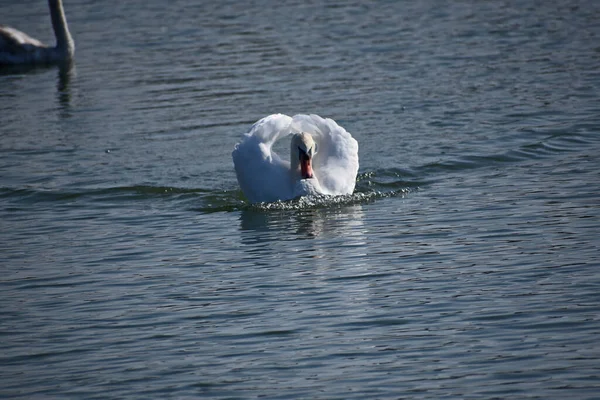Schöne Weiße Schwäne Die Sommertagen Auf Der Wasseroberfläche Des Sees — Stockfoto