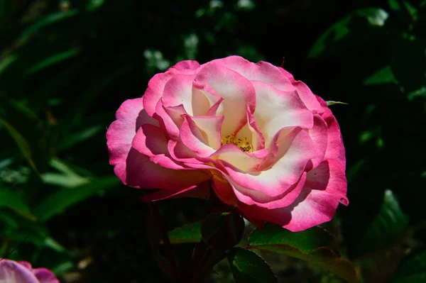 Piękny Kwiat Róży Rośnie Ogrodzie Letni Słoneczny Dzień — Zdjęcie stockowe