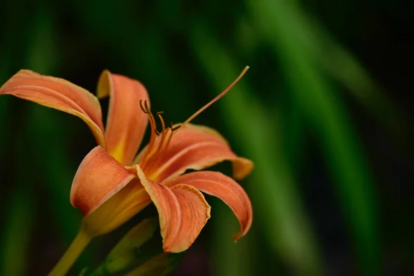 Beautiful Lily Flowers Growing Garden Summer Sunny Day — Stock Photo, Image