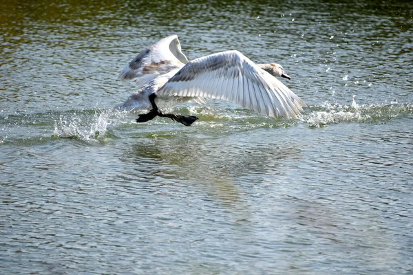 Schöner Weißer Schwan Fliegt Sommertagen Über Die Wasseroberfläche Des Sees — Stockfoto