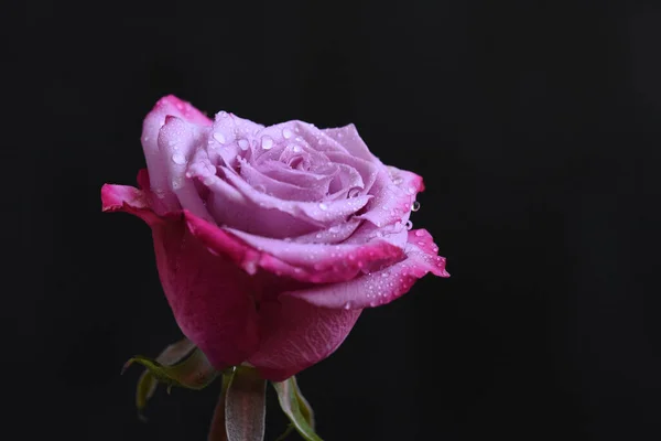 Hermosa Flor Rosa Sobre Fondo Oscuro Concepto Verano Vista Cercana — Foto de Stock