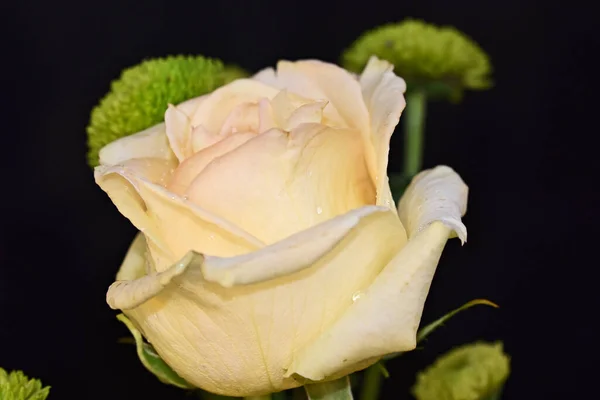 Piękny Kwiat Róży Ciemnym Tle Koncepcja Lato Widok Bliska — Zdjęcie stockowe