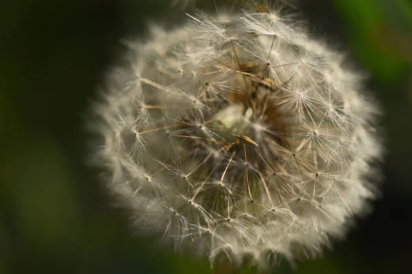 Belles Fleurs Poussant Dans Jardin Journée Ensoleillée Été — Photo