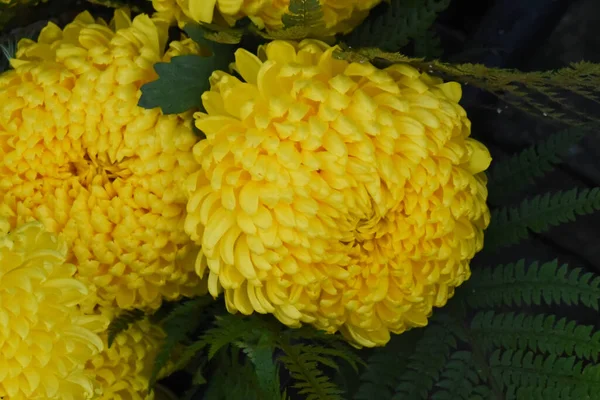 Schöne Chrysanthemen Auf Dunklem Hintergrund Sommerkonzept Nahsicht — Stockfoto