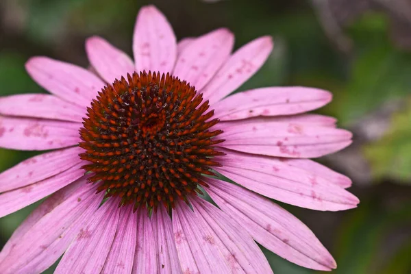 Schöne Blumen Wachsen Garten Sonnigen Sommertag — Stockfoto