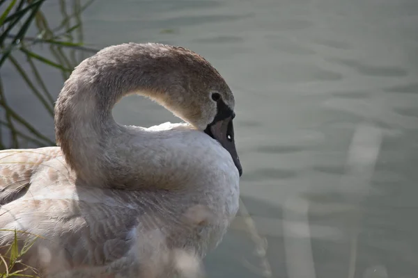 Schöner Weißer Schwan Schwimmt Sommertagen Auf Der Wasseroberfläche Des Sees — Stockfoto