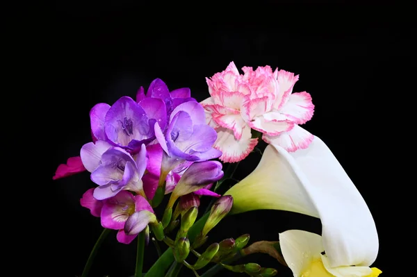 Flores Tenras Sobre Fundo Preto Perto — Fotografia de Stock